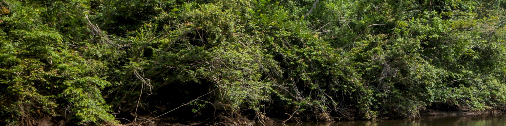 Table Rock Jungle Lodge