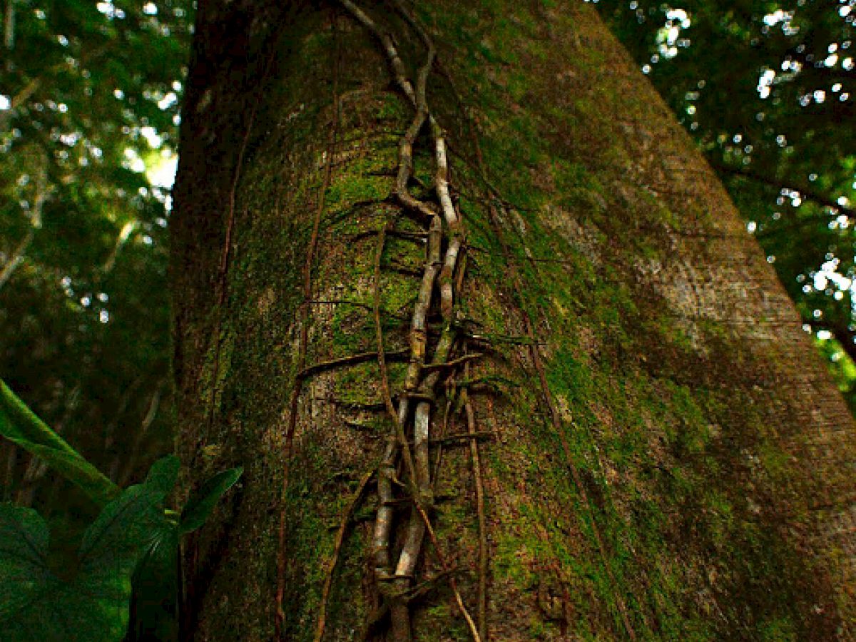 Table Rock Jungle Lodge