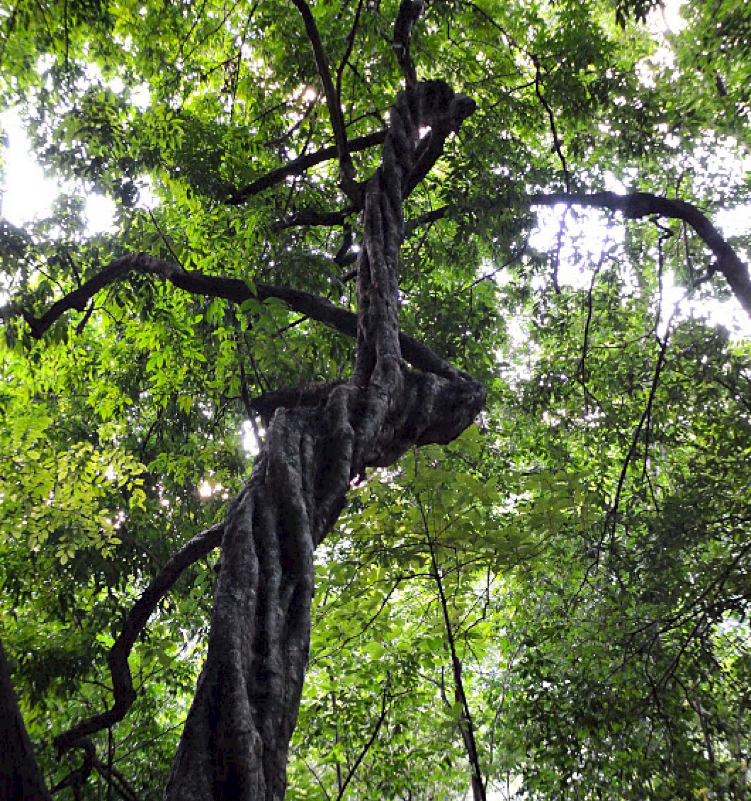 Table Rock Jungle Lodge