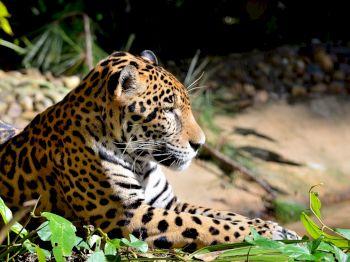 Table Rock Jungle Lodge