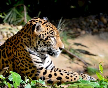 Table Rock Jungle Lodge