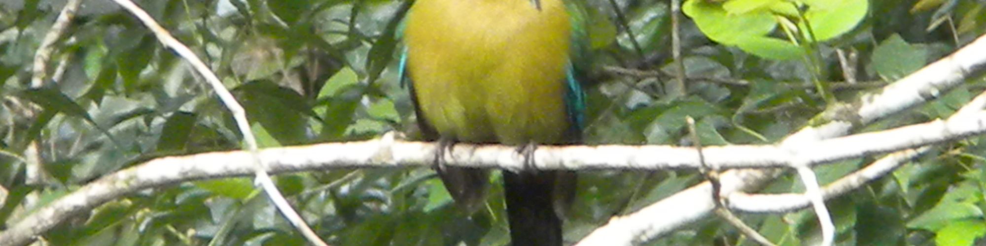 Table Rock Jungle Lodge