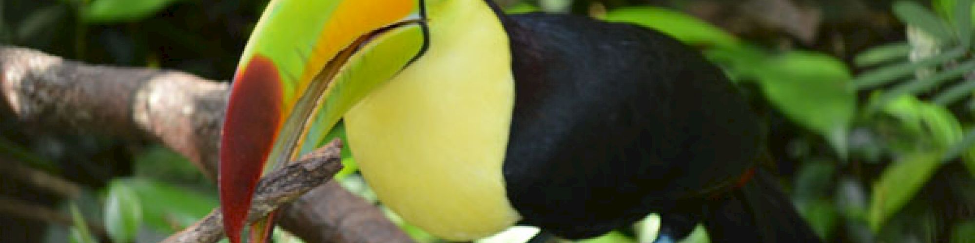 Table Rock Jungle Lodge