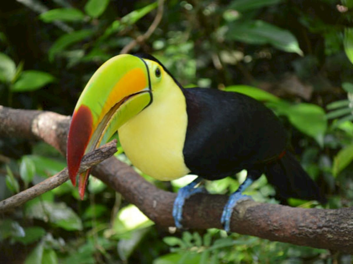 Table Rock Jungle Lodge